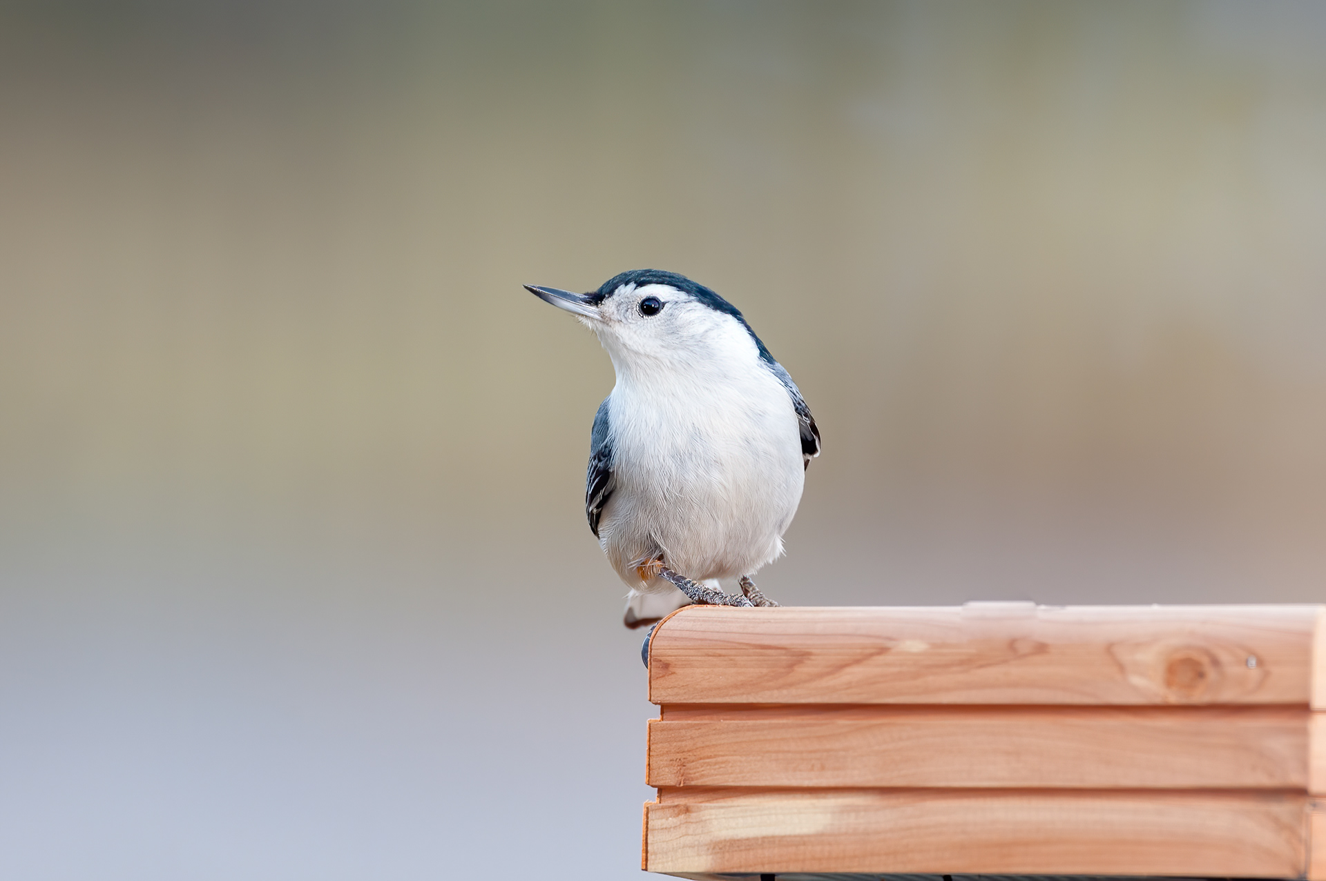 White-breasted Nuthatch (Sitta carolinensis)