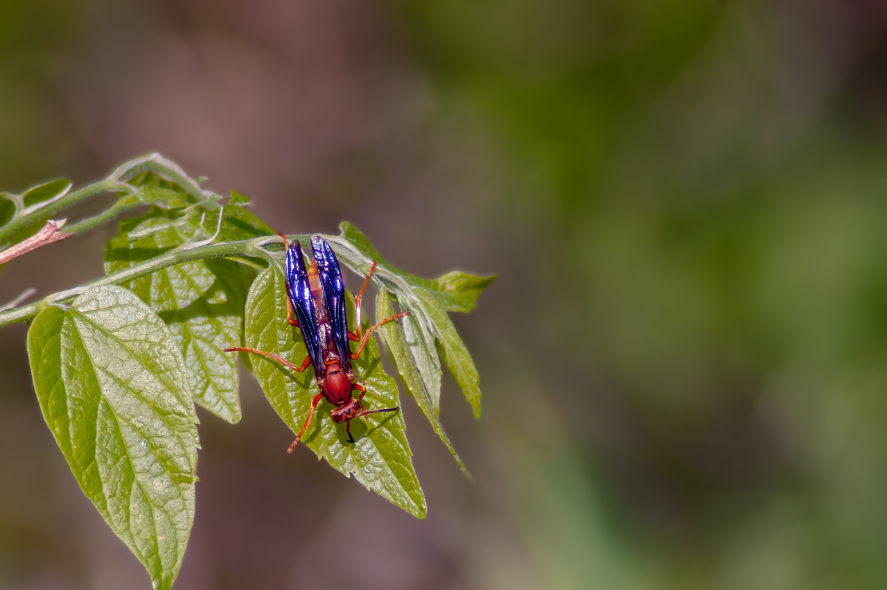Paper Wasp (Polistes carolina)