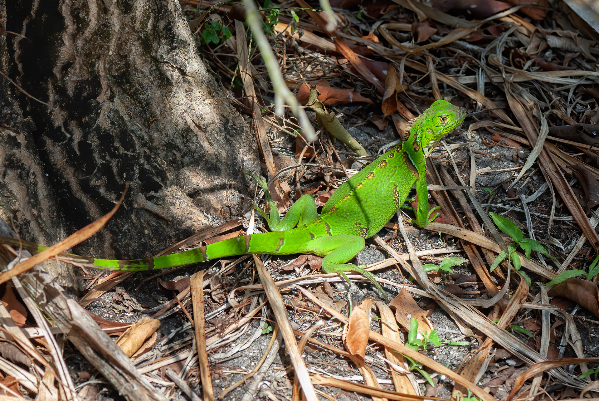 Green Iguana