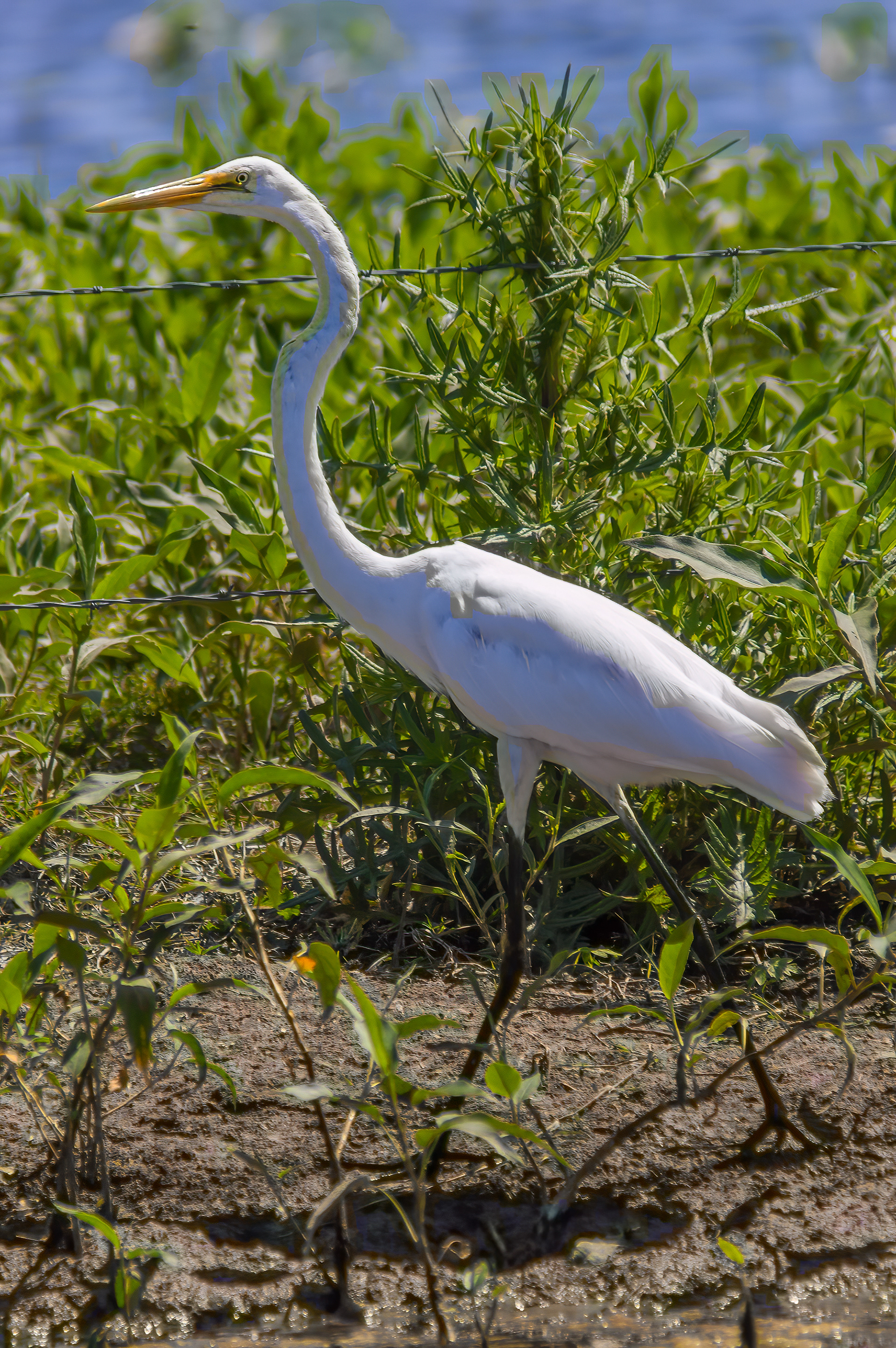 Great Egret (Ardea alba)