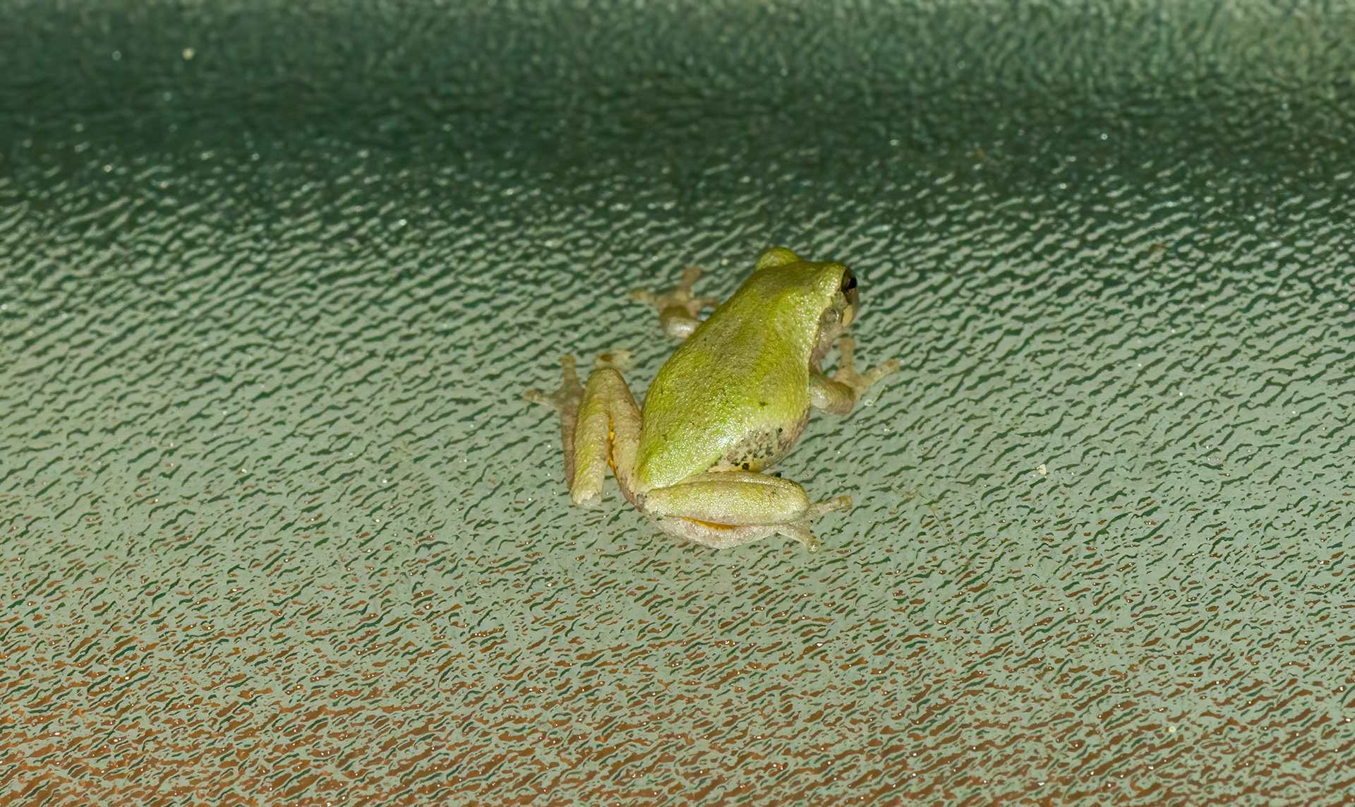 Green Treefrog (Hyla cinerea)