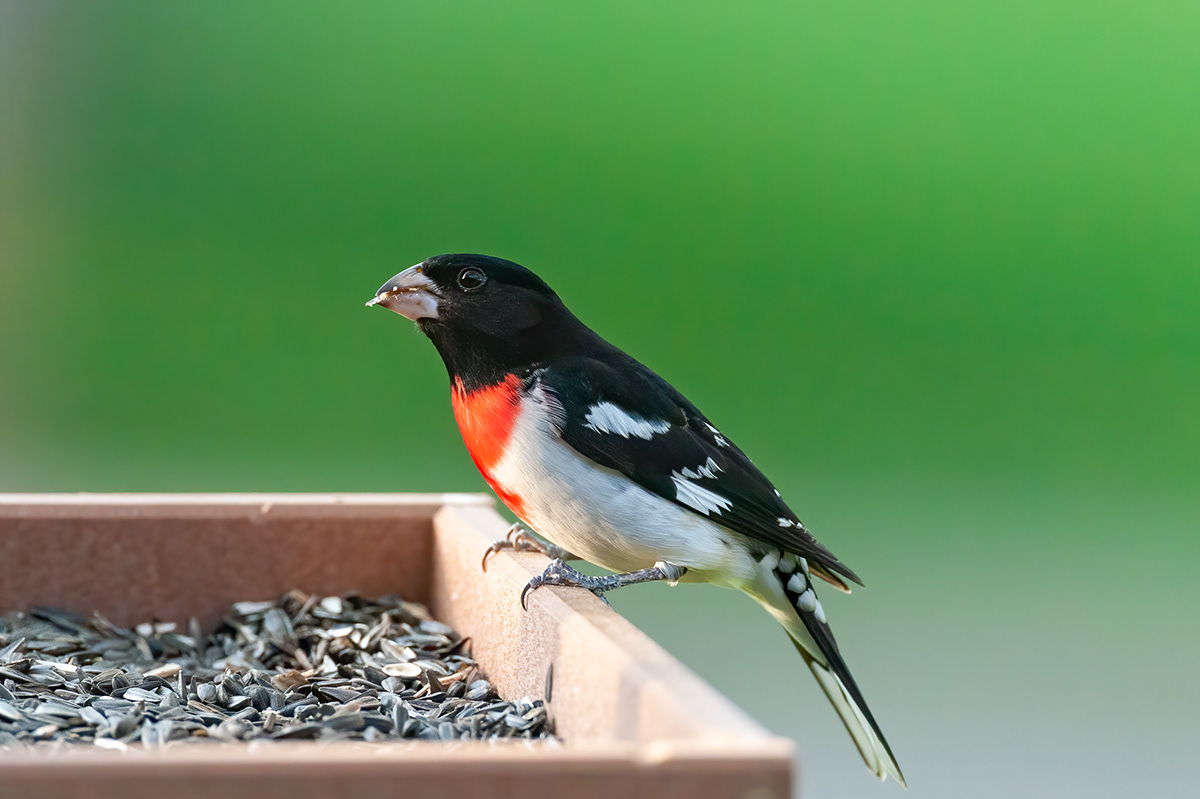 Wildeyes Images - Oklahoma Birds - Migrants