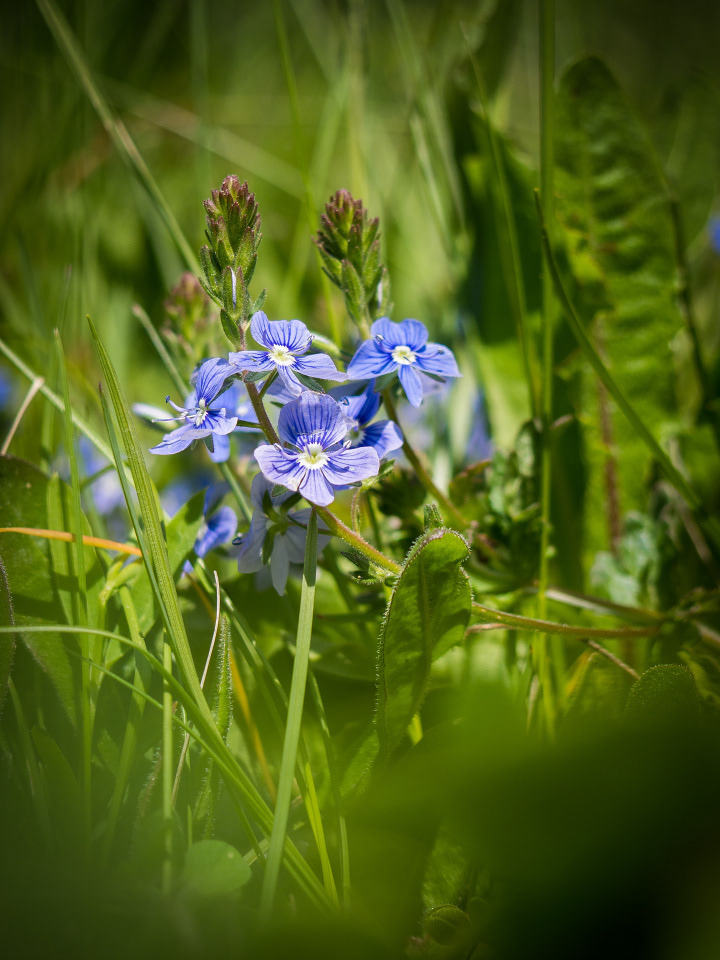 Veronica flowers