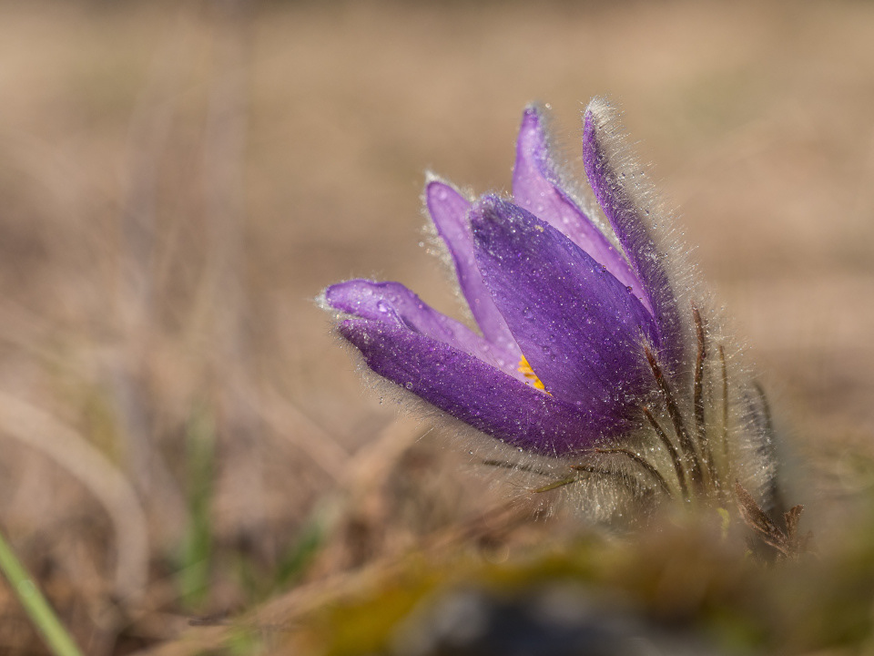 Greater pasque flower (Pulsatilla grandis)