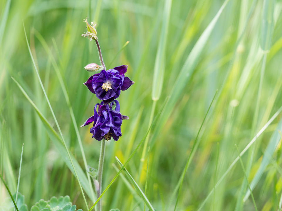 Granny's bonnet (Aquilegia)
