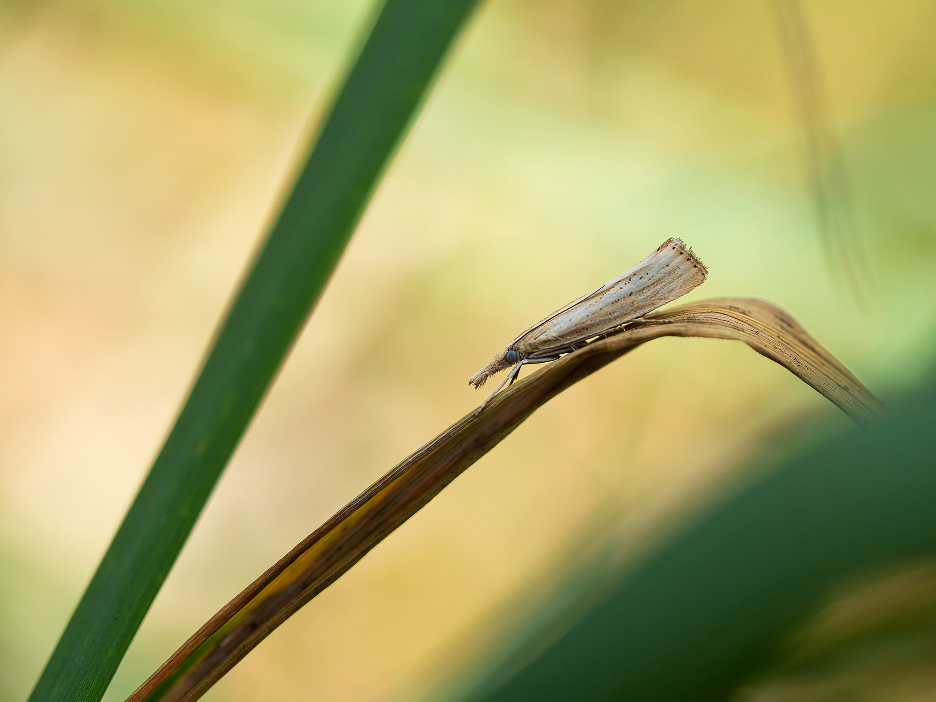 Agriphila straminella