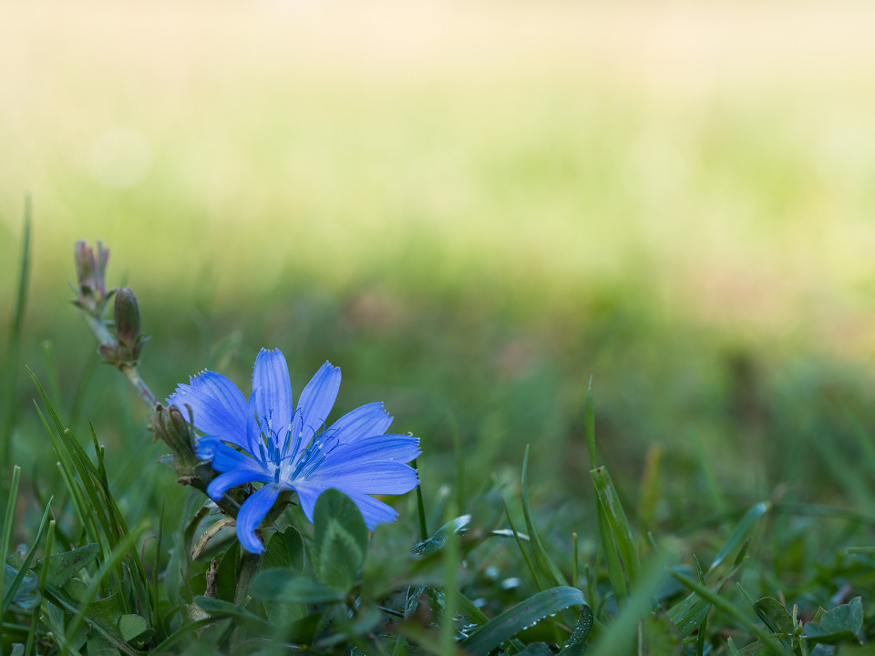 Chicory 