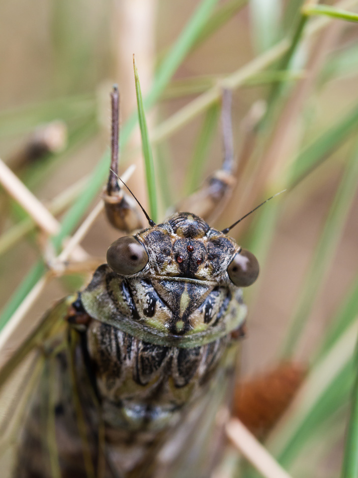 Cicada