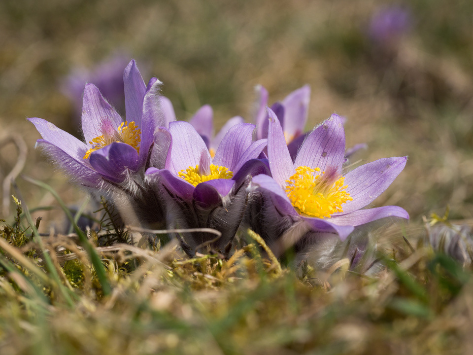 Greater pasque flower (Pulsatilla grandis)