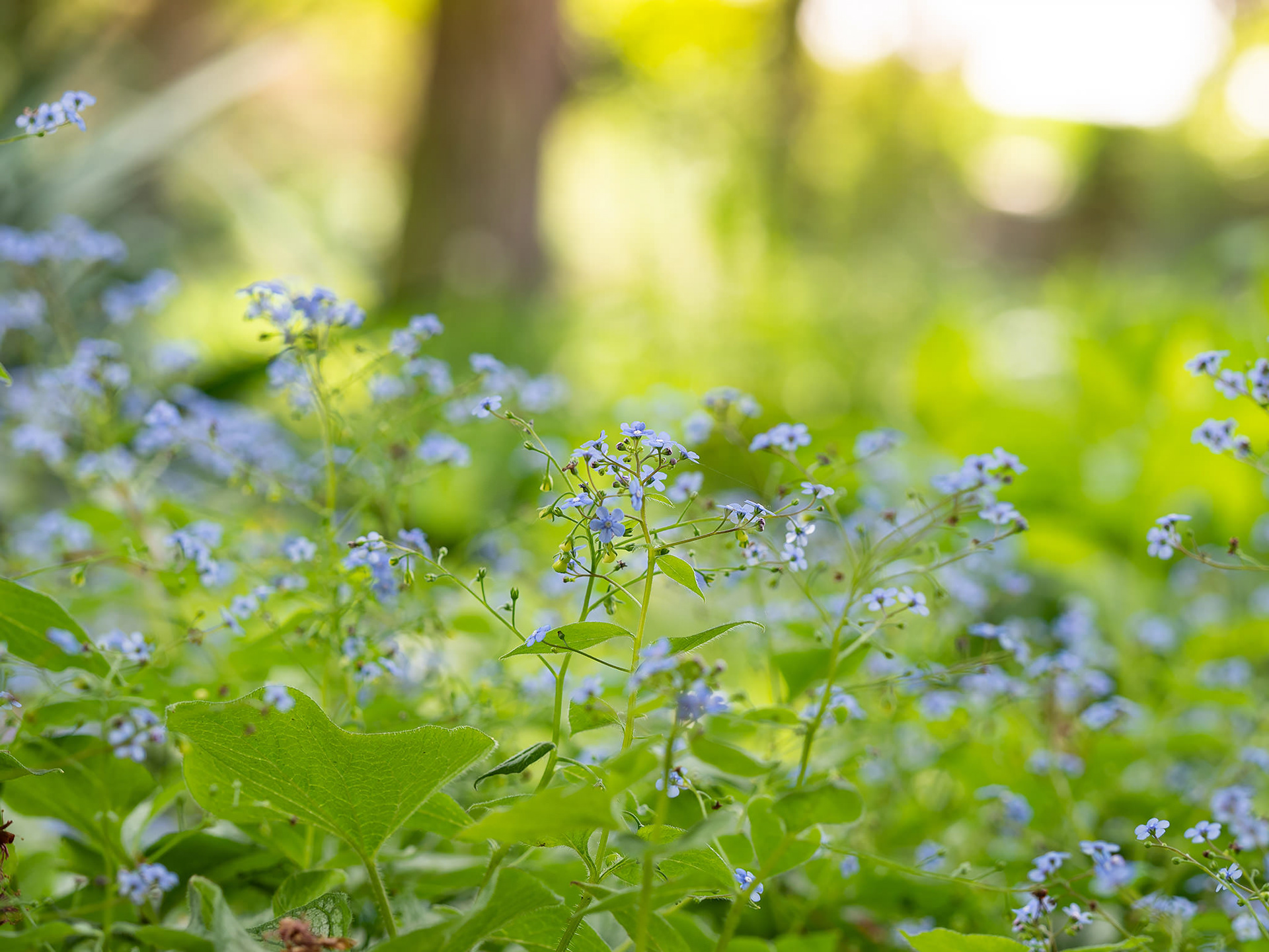 Brunnera Macrophylla  - Jack Frost