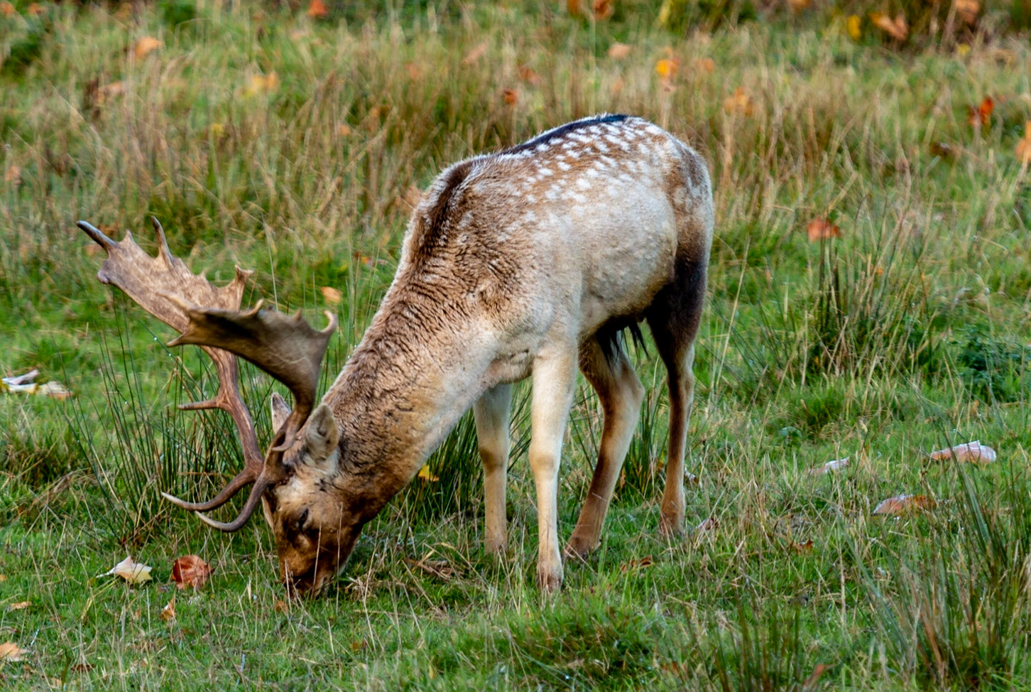 Young stag at Powderham Castle, Devon