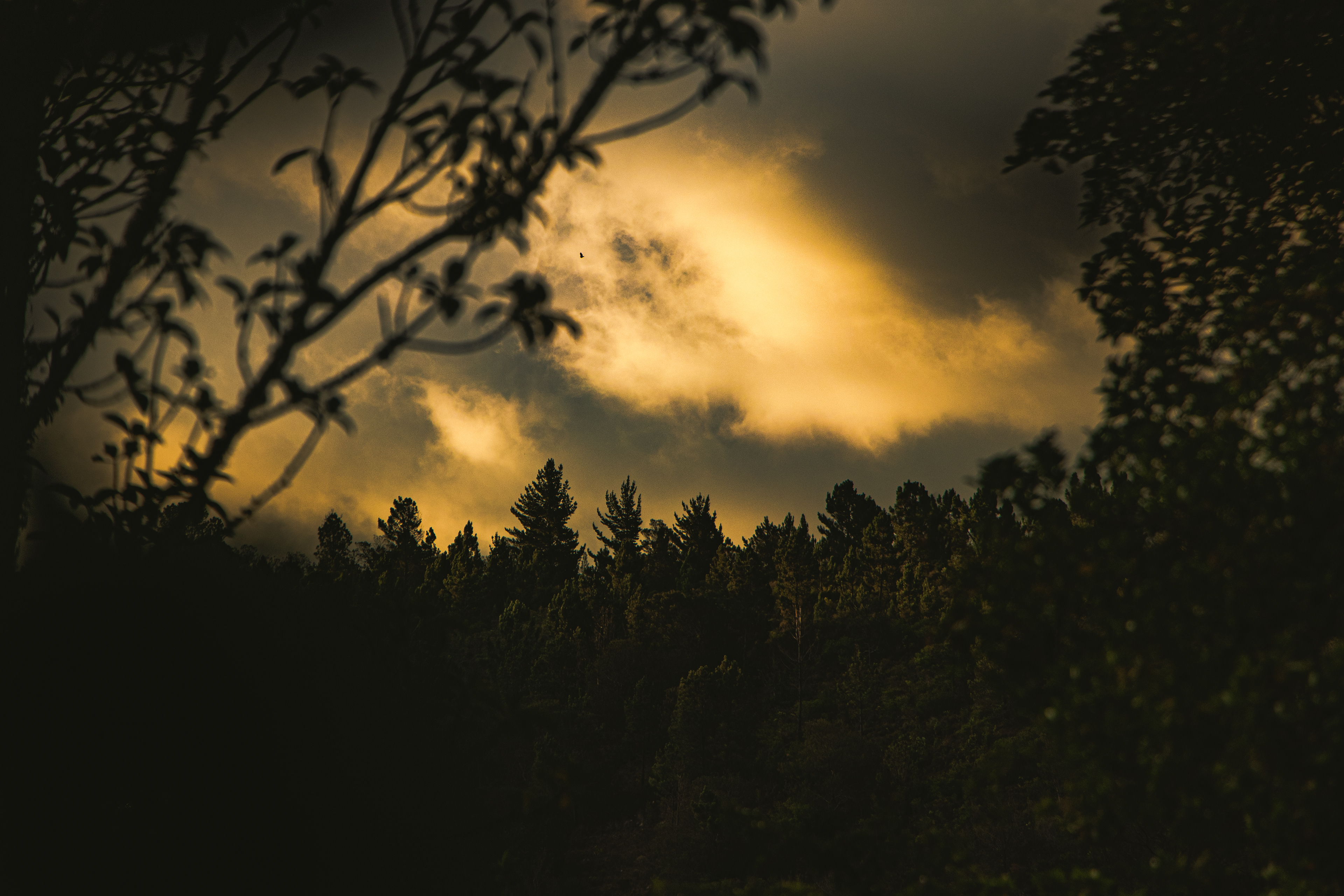 Sunset shot through trees of golden clouds