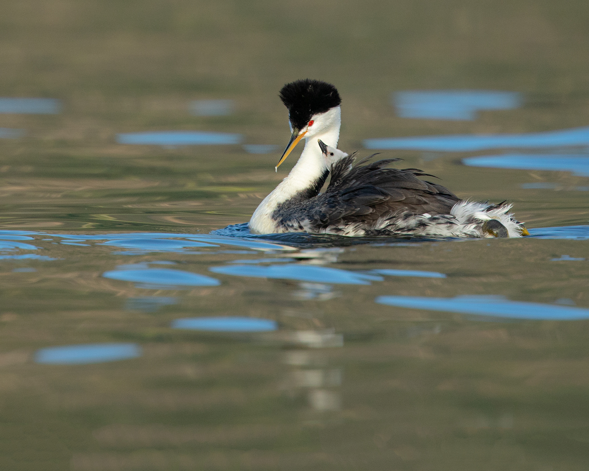 Clark's grebe and chick