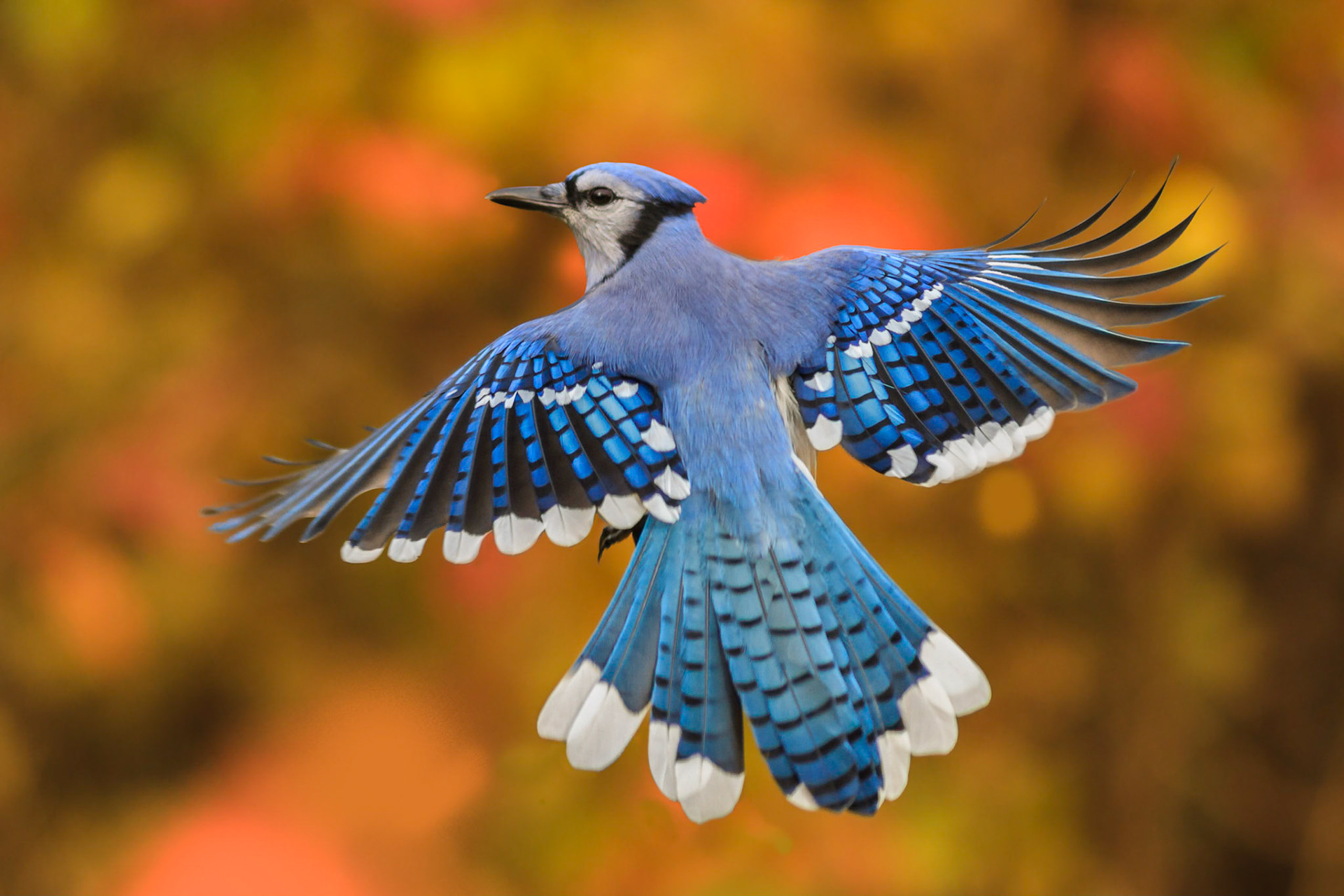 Blue Jay