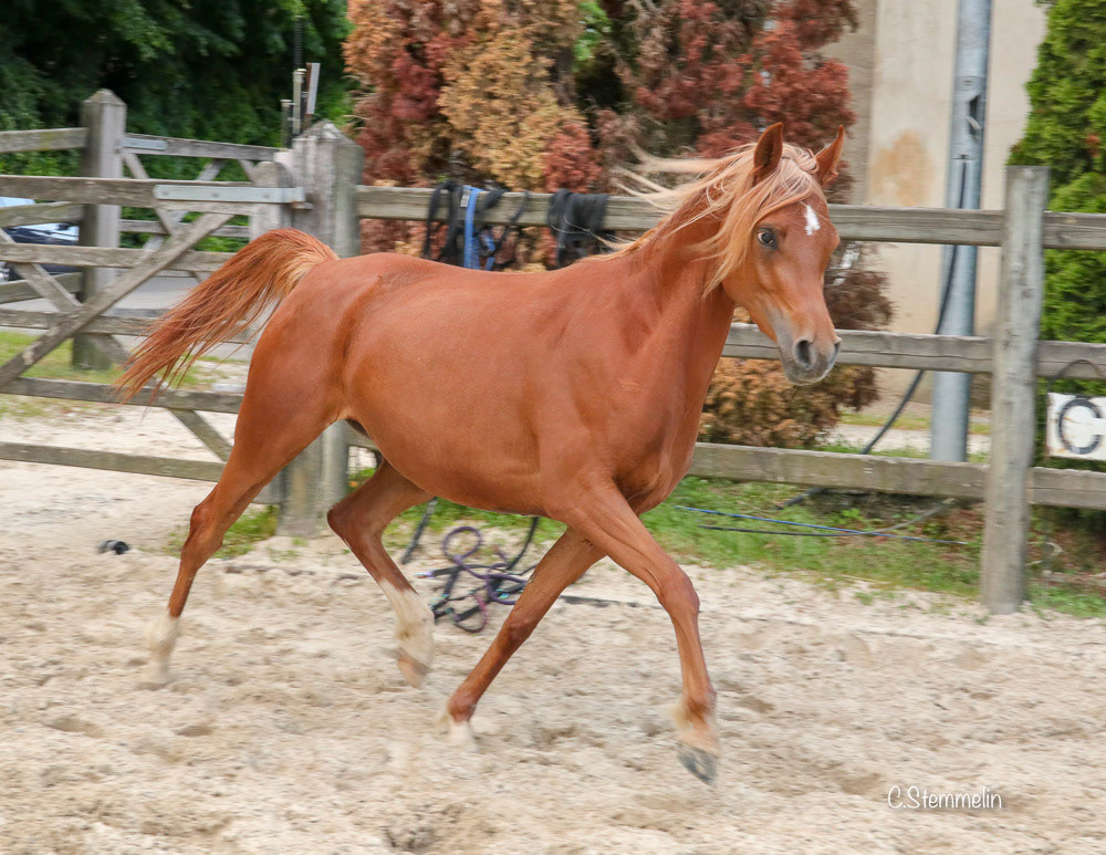 Sire: Kanz Al Nasser / Dam: Shah Malaka. Born 06/2015