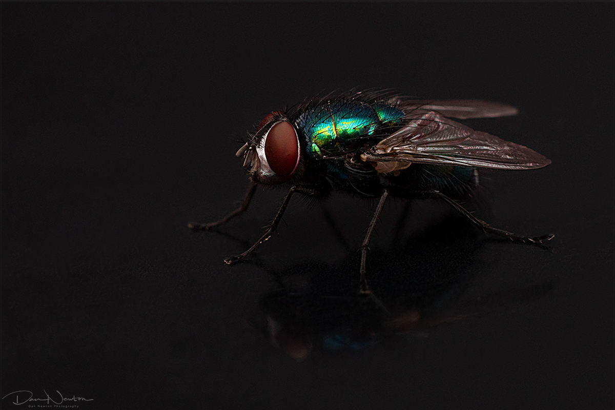 Greenbottle - Lucilia sp