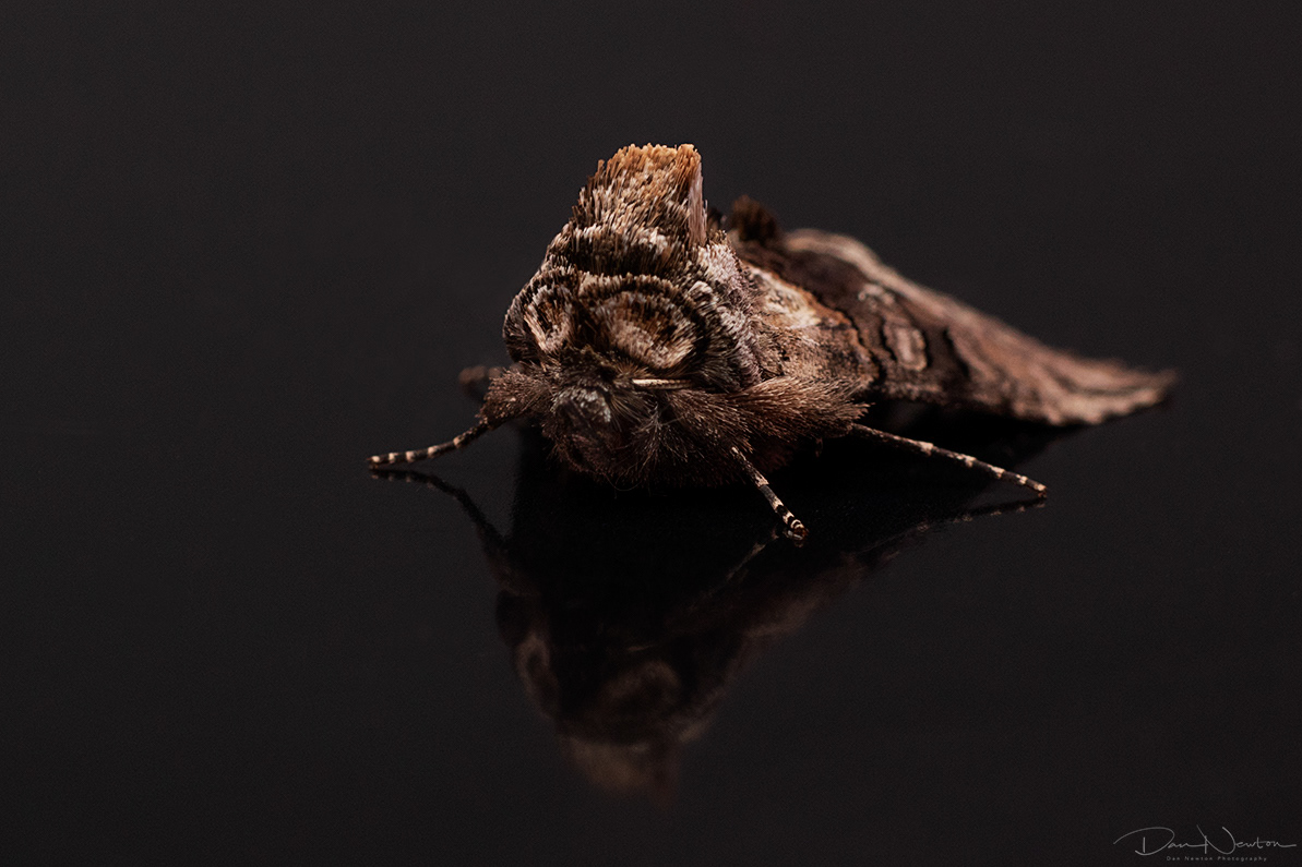 Spectacle Moth
