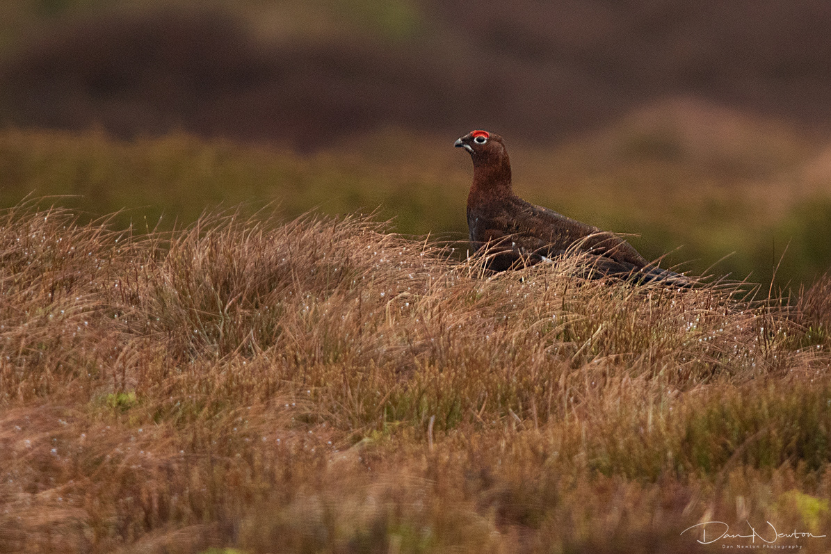 Red Grouse