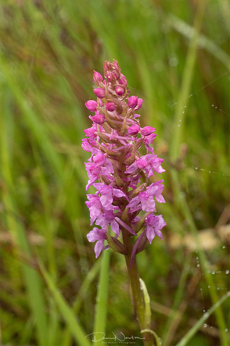 Fragrant Orchid