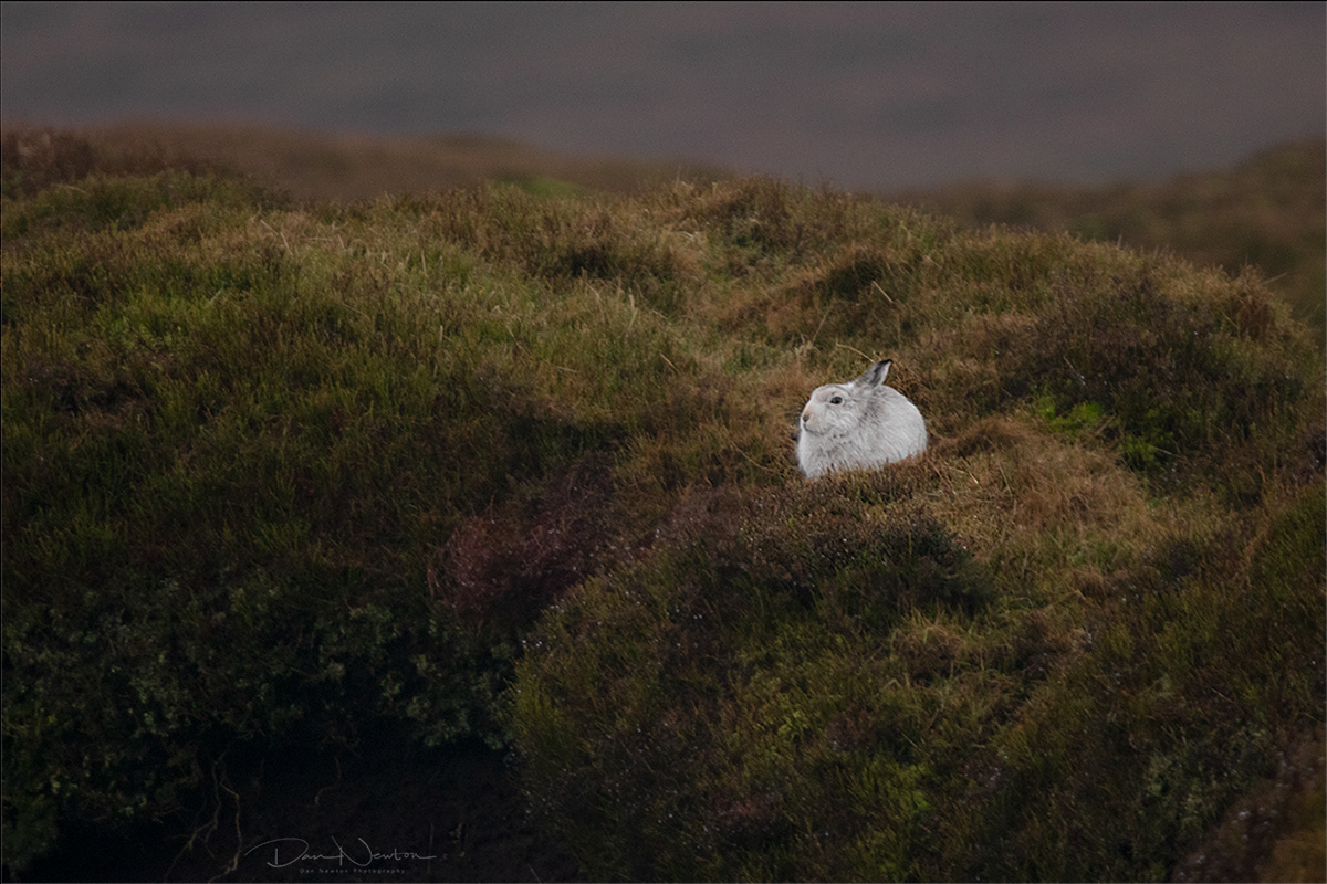 Mountain Hare