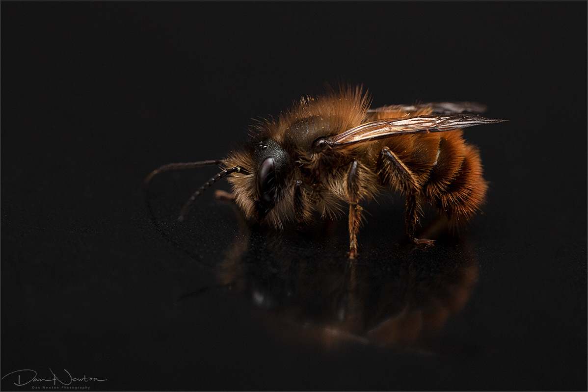 Red Mason Bee - Osmia bicornis
