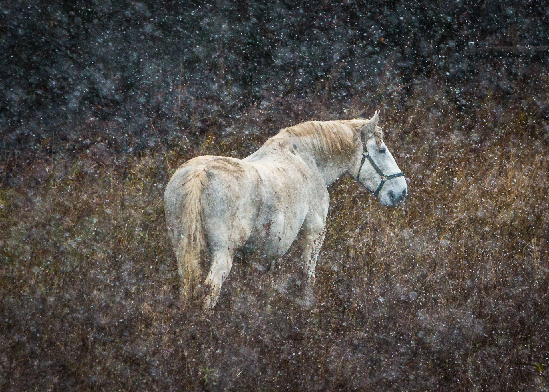 Snow in the Pasture