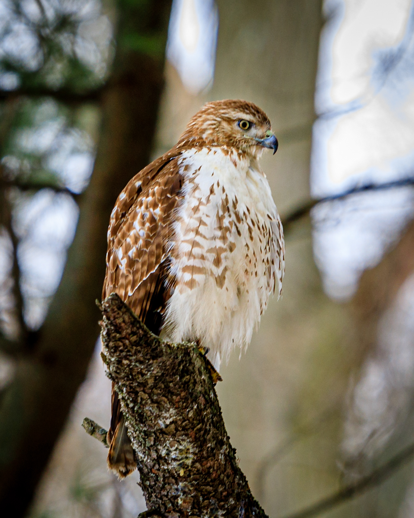 Red-Tailed Hawk