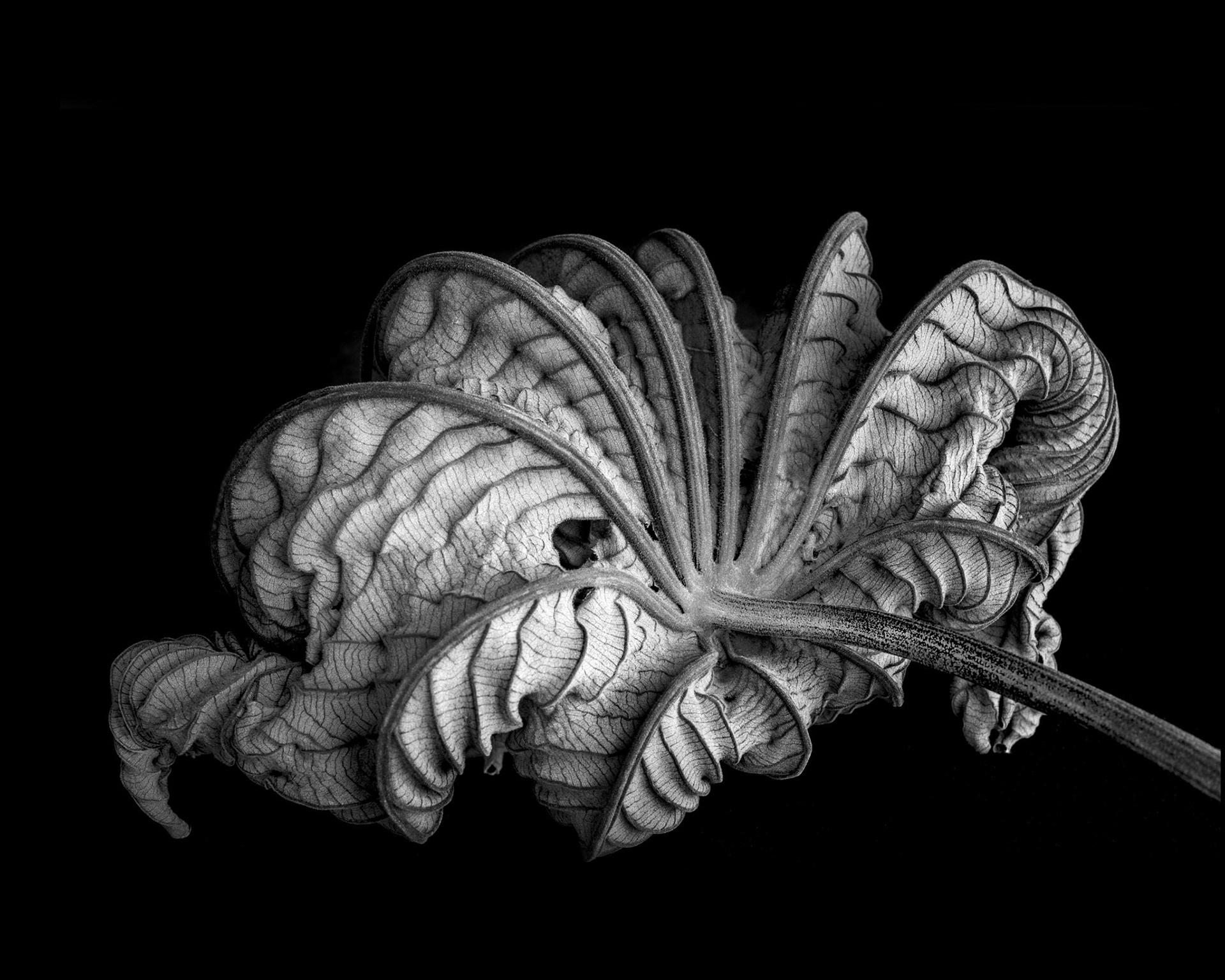 Cecropia leaf #2, 2021