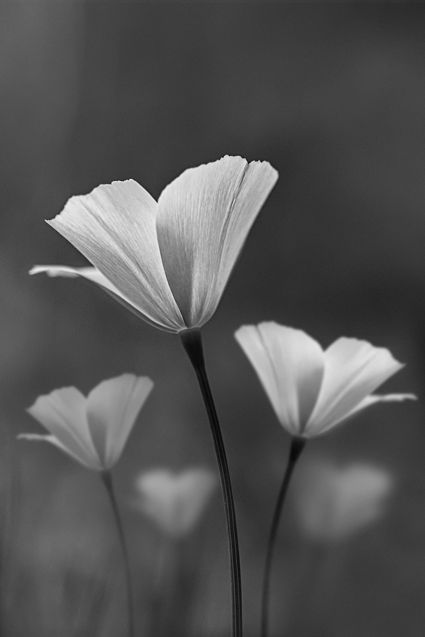 Tufted Poppy, 2021