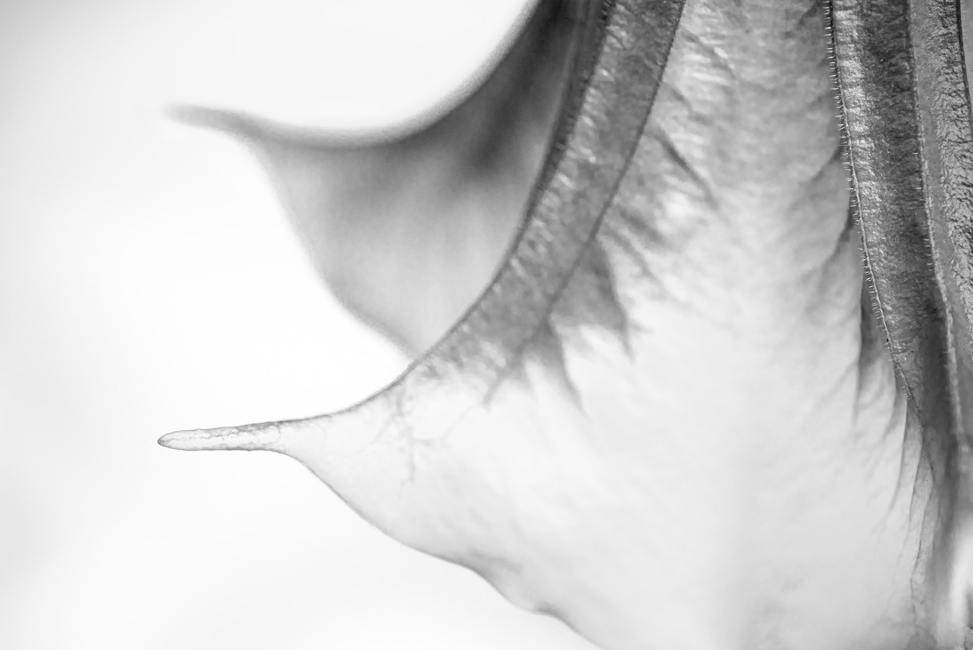 Angels Curves #2, 2020