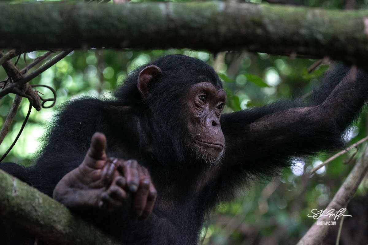 Chimpanzee in Mahale Mountains Tanzania
