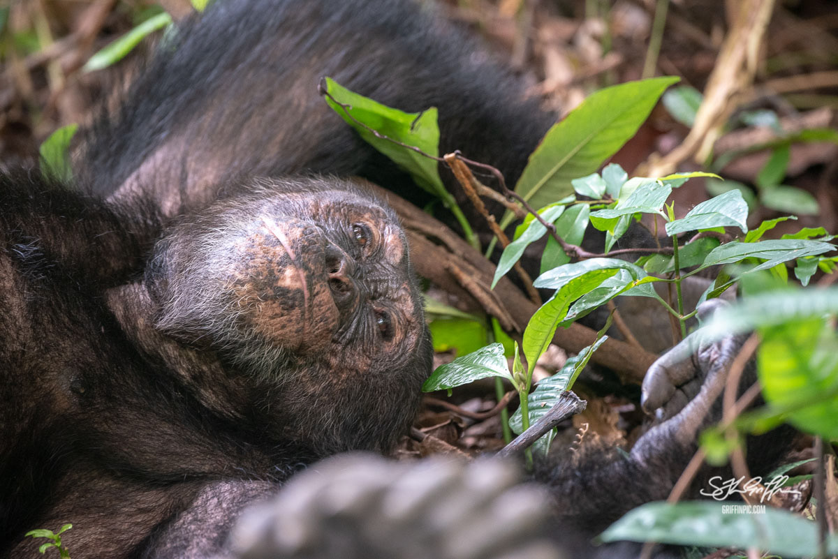 Chimpanzee in Mahale Mountains Tanzania
