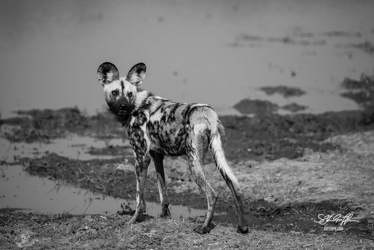 African wild dog black and white