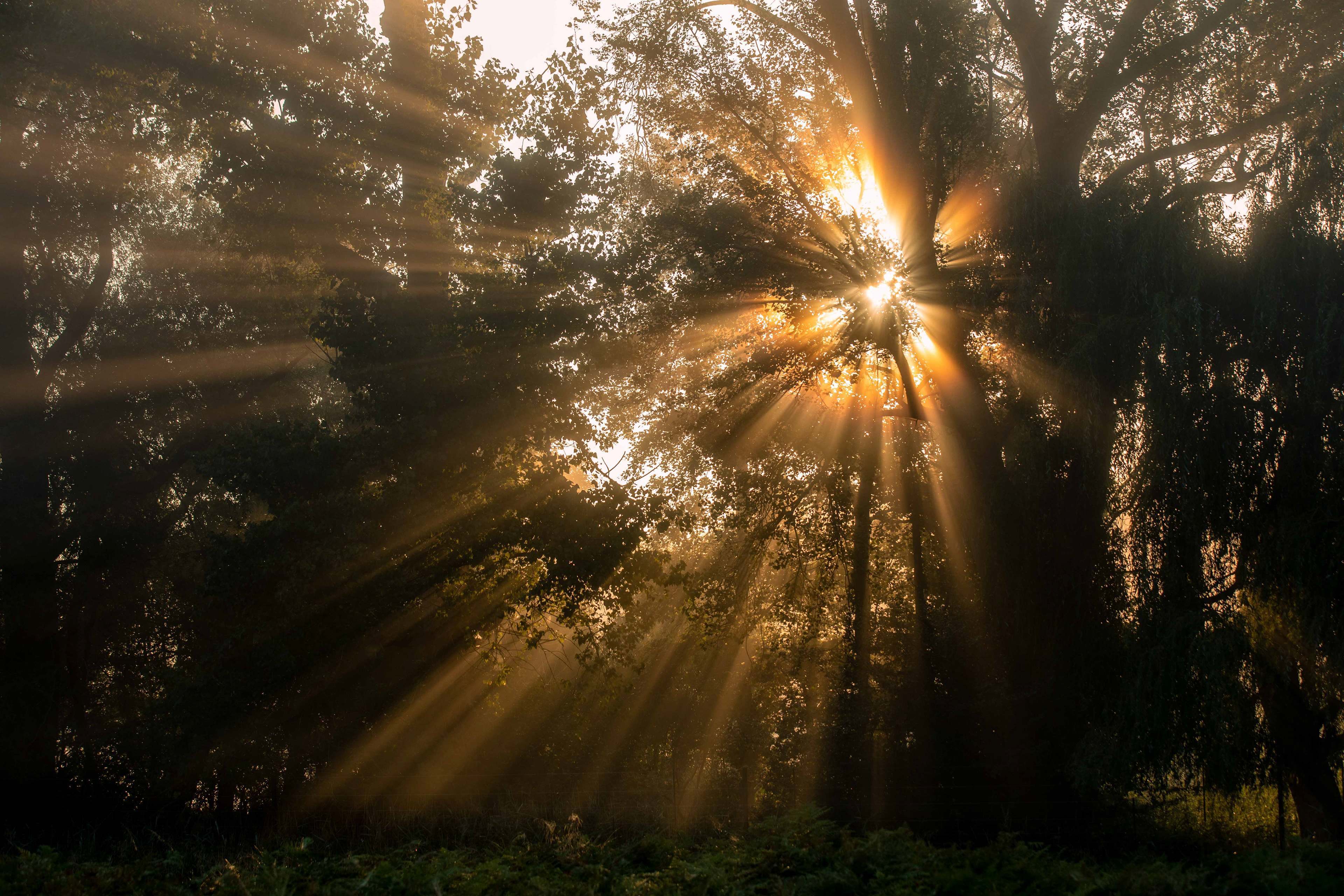 Sun Through Trees