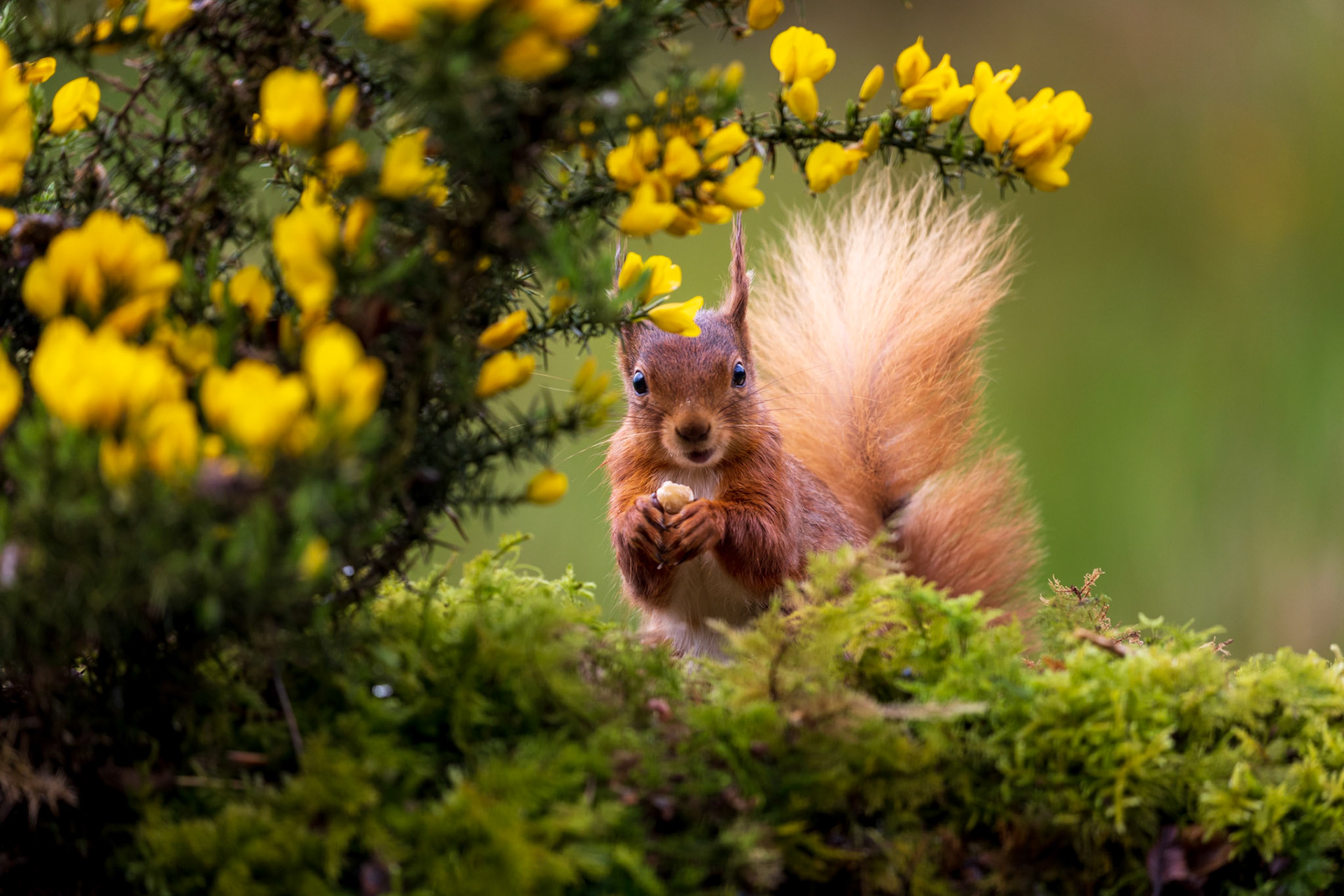 Red Squirrel feeding on nuts framed by yellow gorse flowers