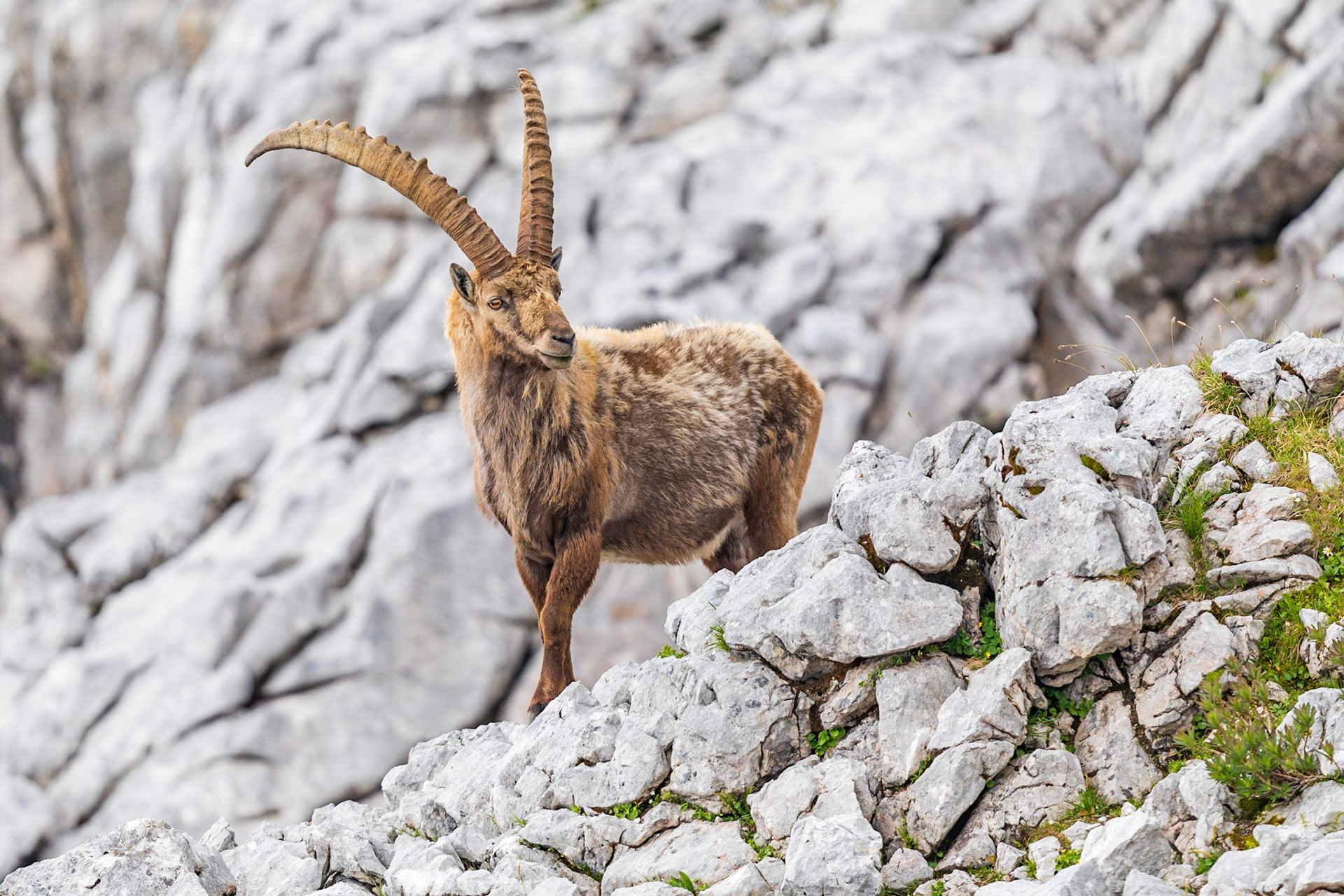 Starker Steinbock im Hagengebirge .