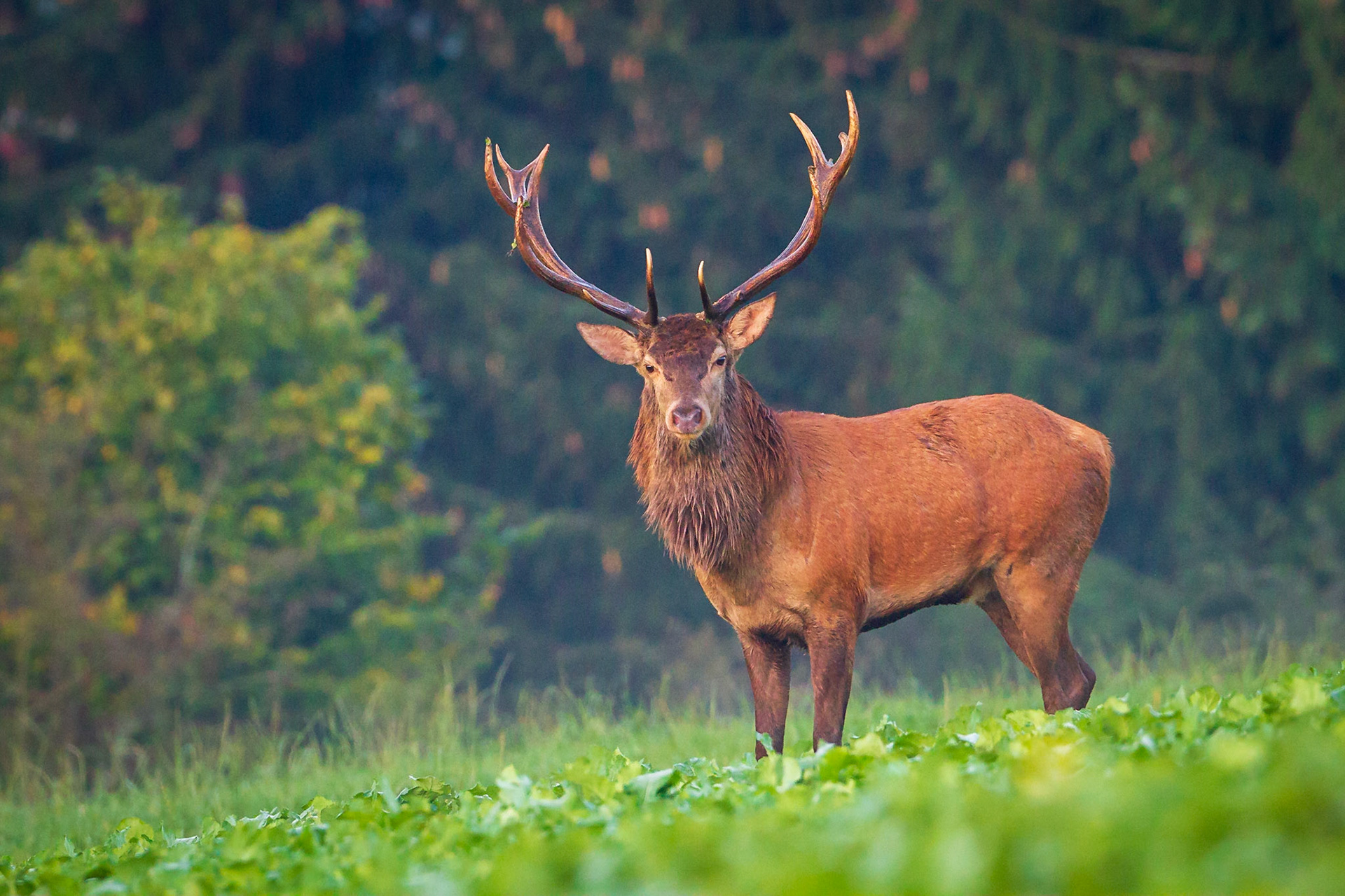 Riesige Rotwild-Rudel Bedrohen Den Wald – RAIRF