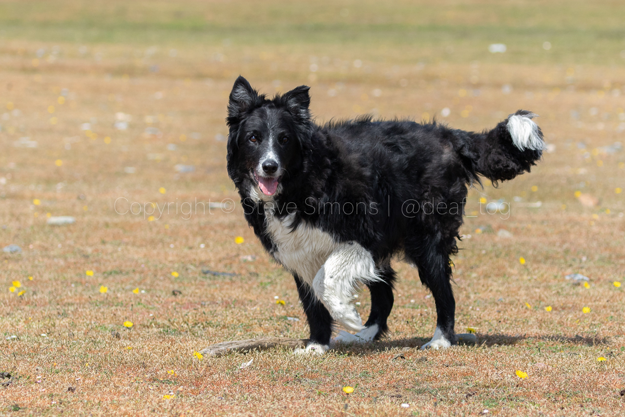 Border collie Chip on the grass above Criccieth beach