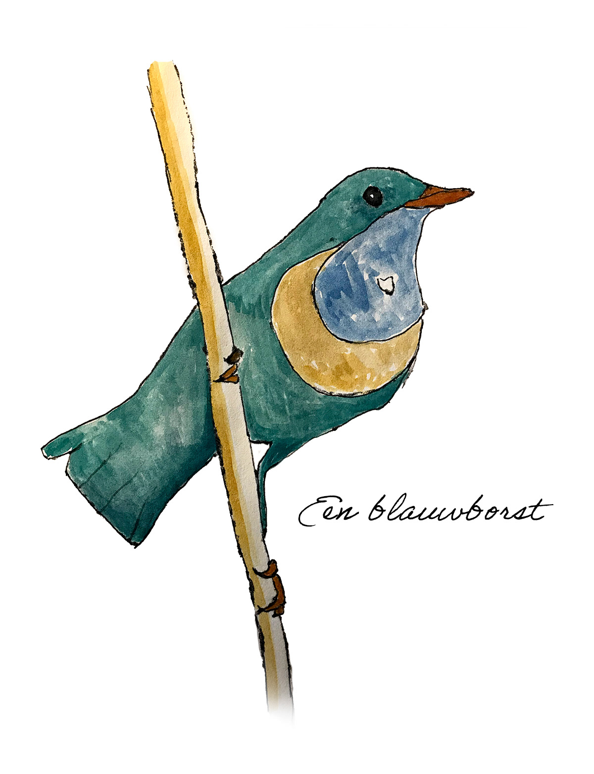 Een blauwborst geillustreerd met de blotted line technique van Andy Warhole.