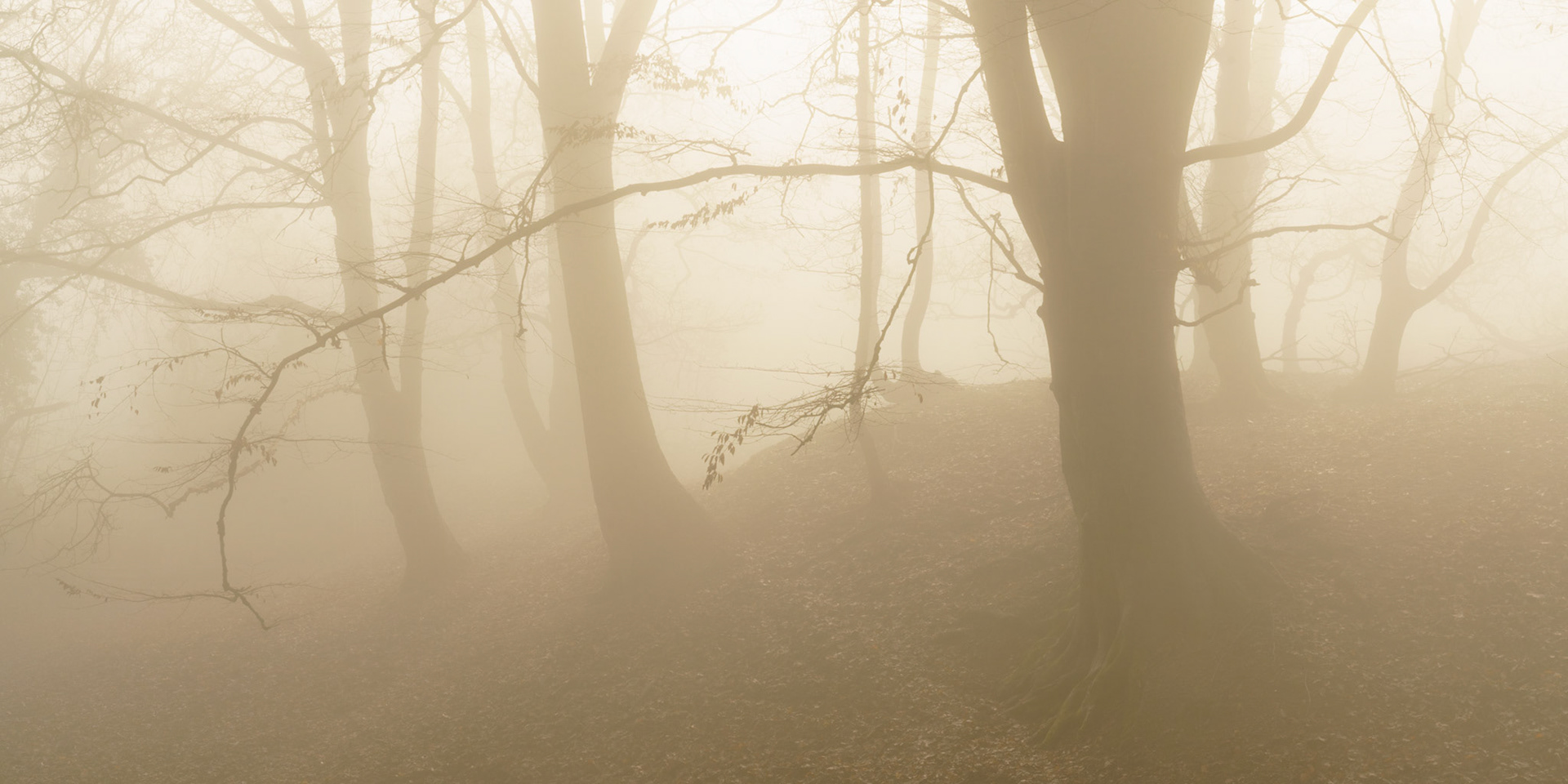 Strethill Copse