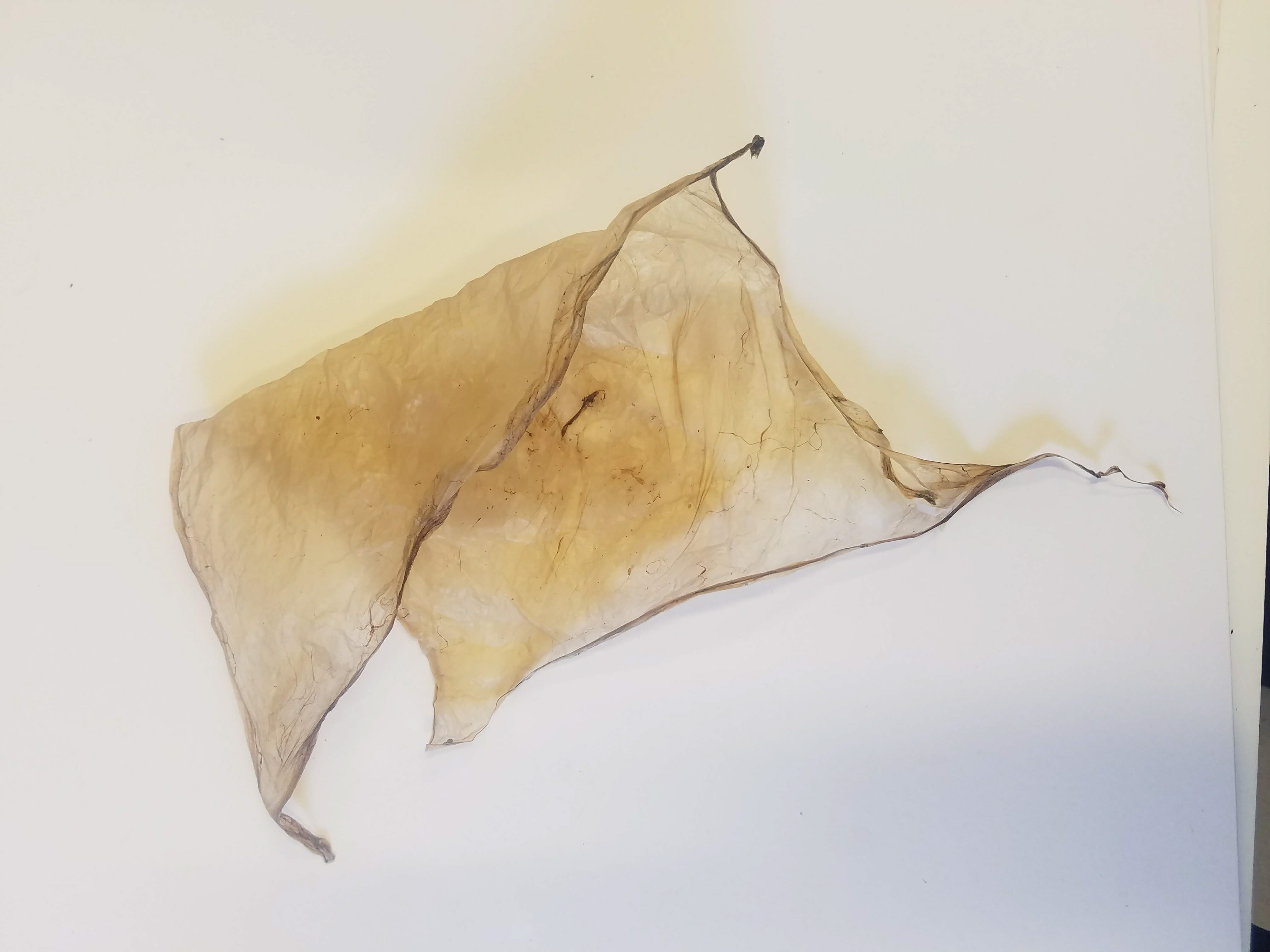 Thin dried SCOBY