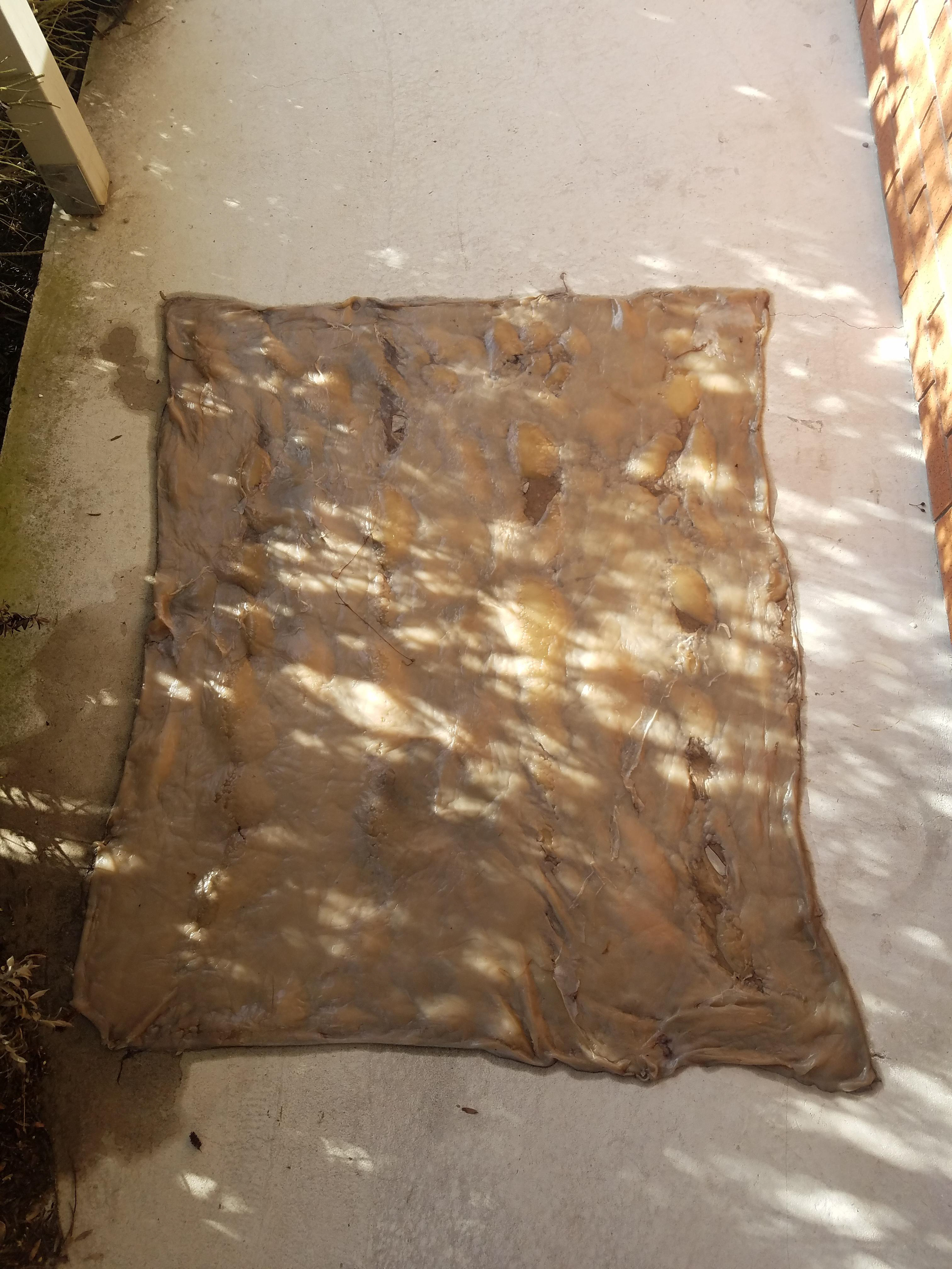 SCOBY drying on concrete.
