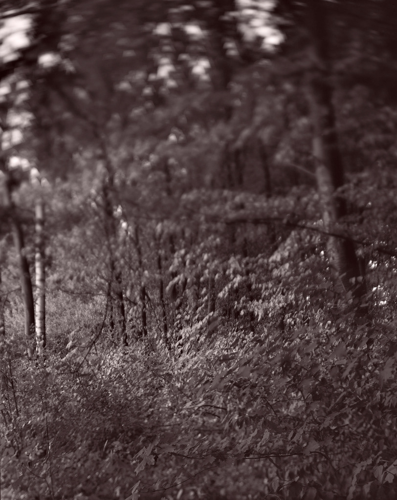Raigorod, Ukraine, 2017 / View of the forest massacre site of the town's Jews.