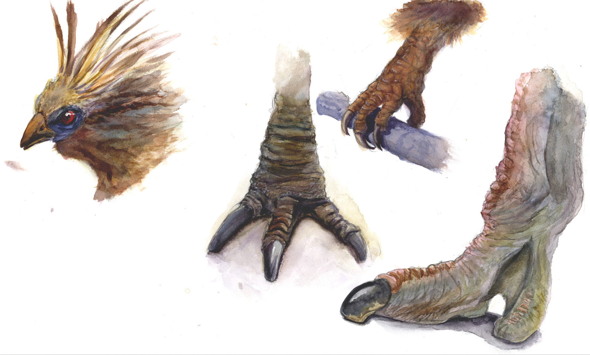 Various avian foot and head study; watercolor on watercolor paper