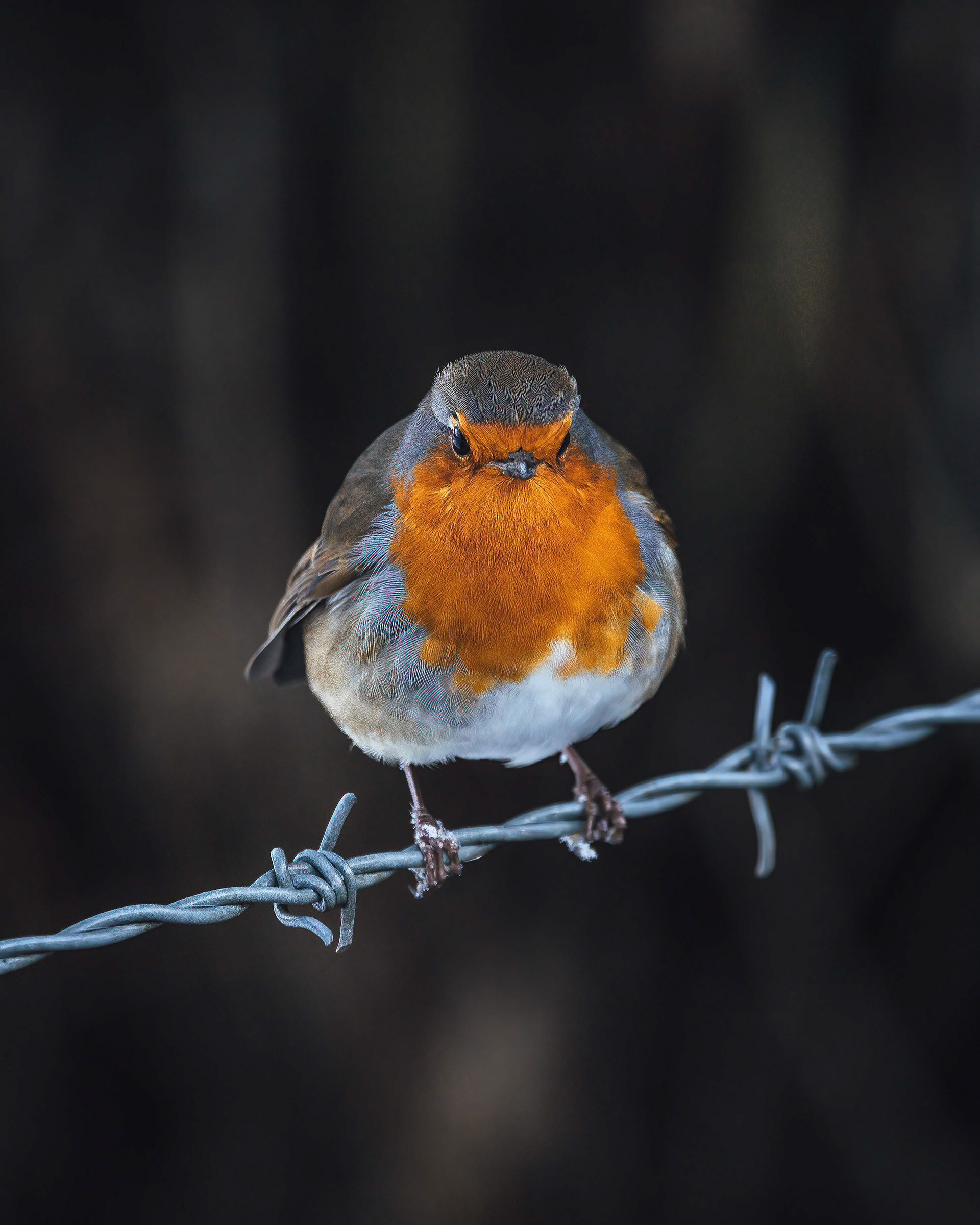 Robin