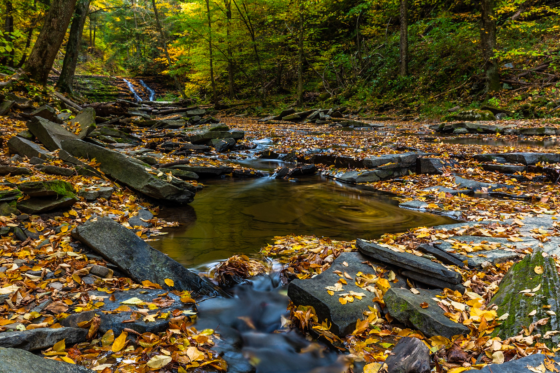 The Last Pool - Salt Springs State Park