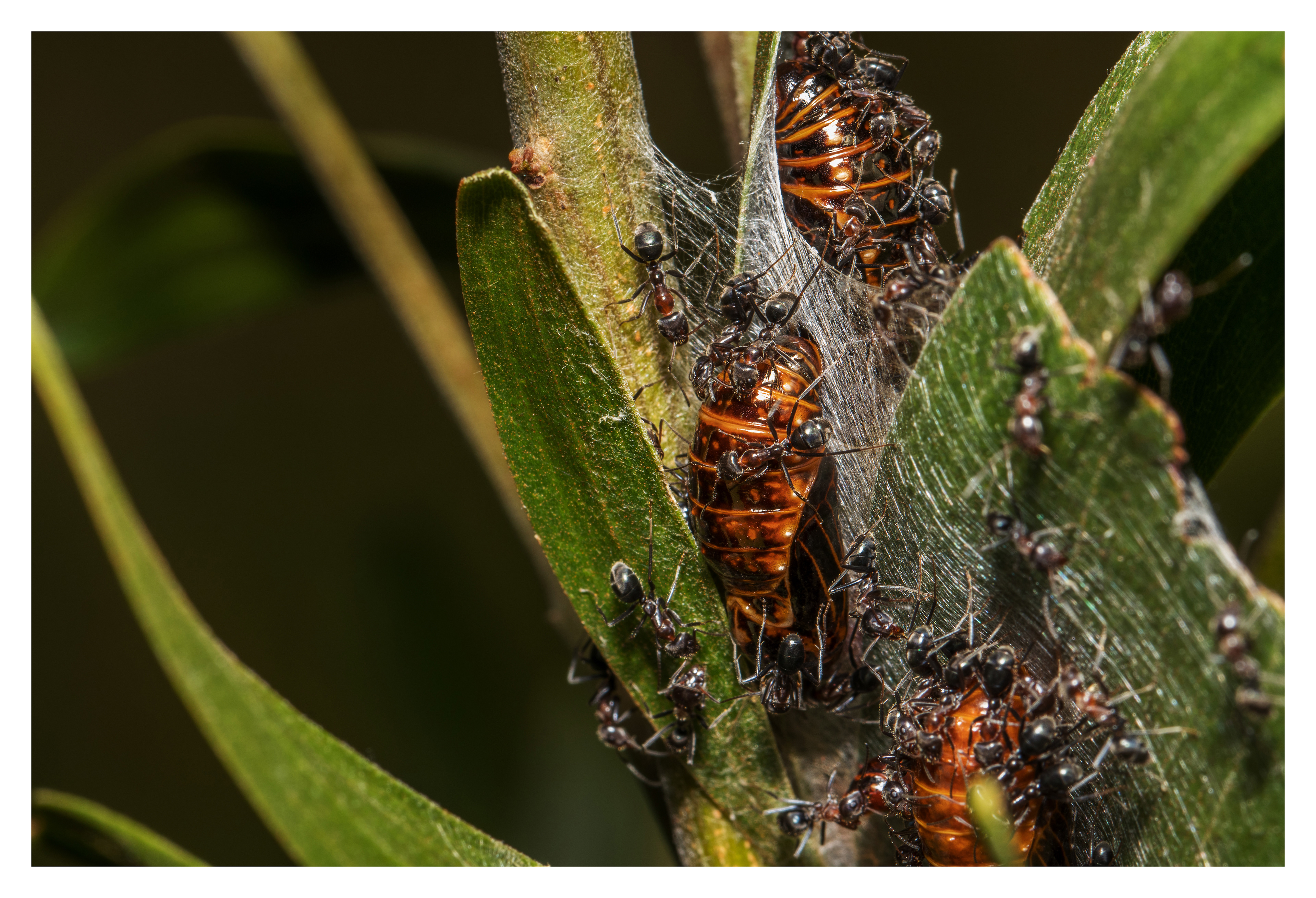 peterviragphoto Macros