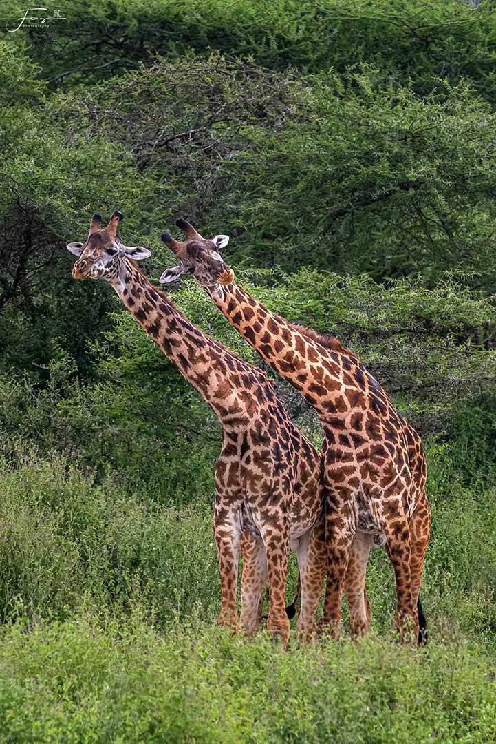 Tanzania