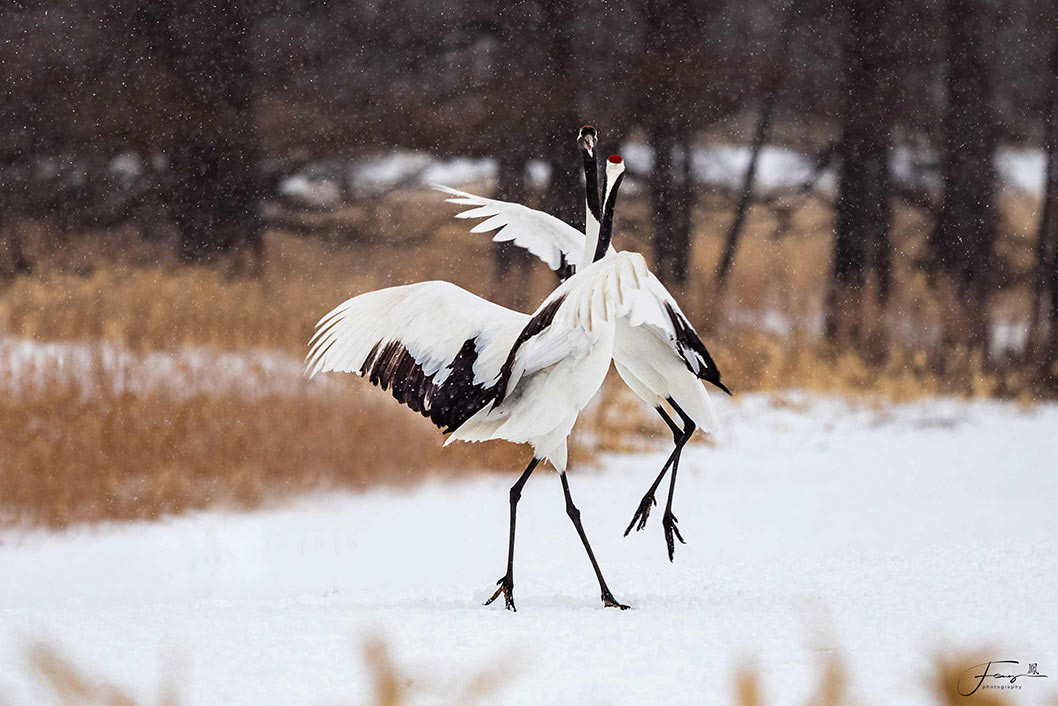 Hokkaido, Japan