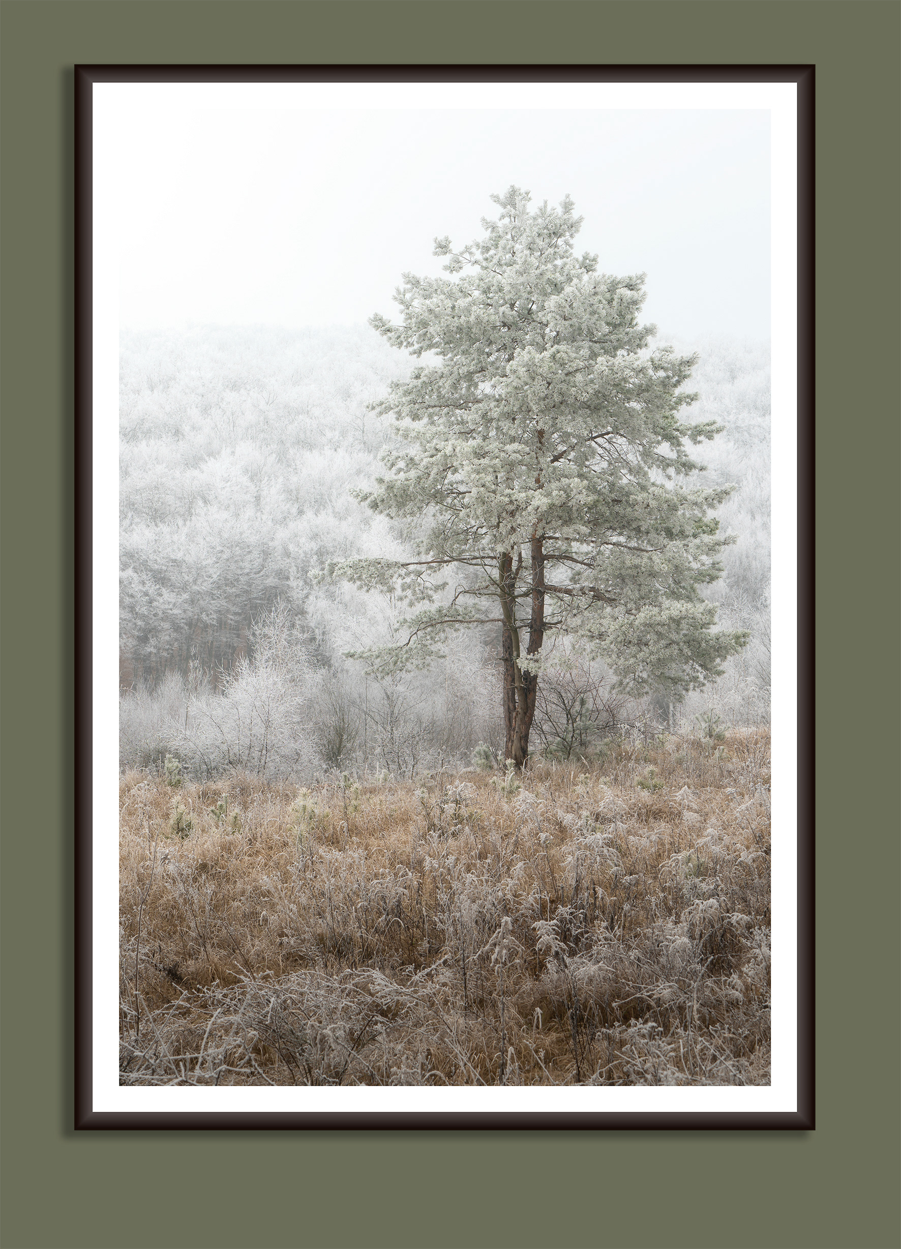 A beautiful fine art print of a lone pine tree standing before a white frozen forest
